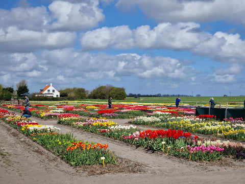 Het planten van onze showtuin