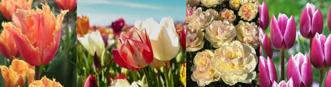 De tulp en zijn verschillende vormen