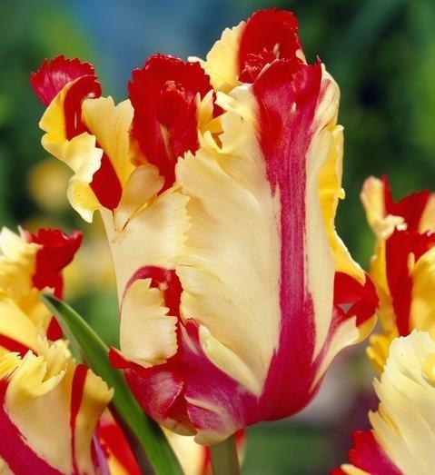 Viridiflora Tulpen