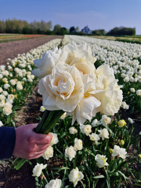 Daffodil Brasicalla