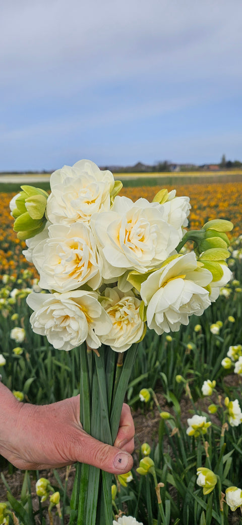 Narcis Kurfurstin Sophie