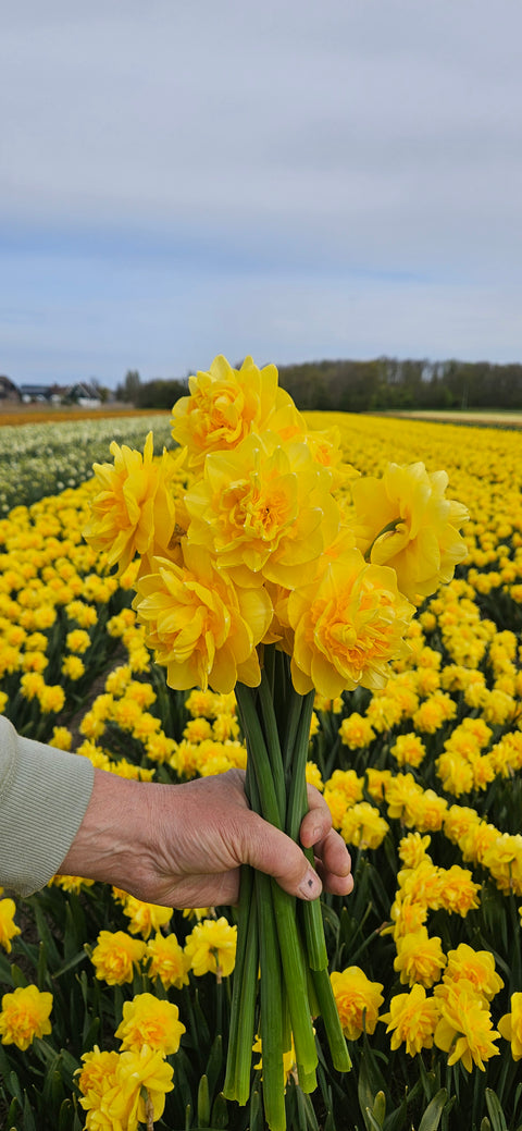 Narcis Sigurta
