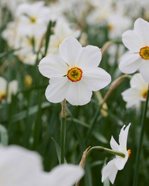 Daffodil Actaea
