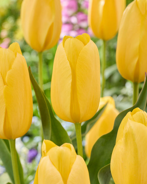 Tulp Big Smile