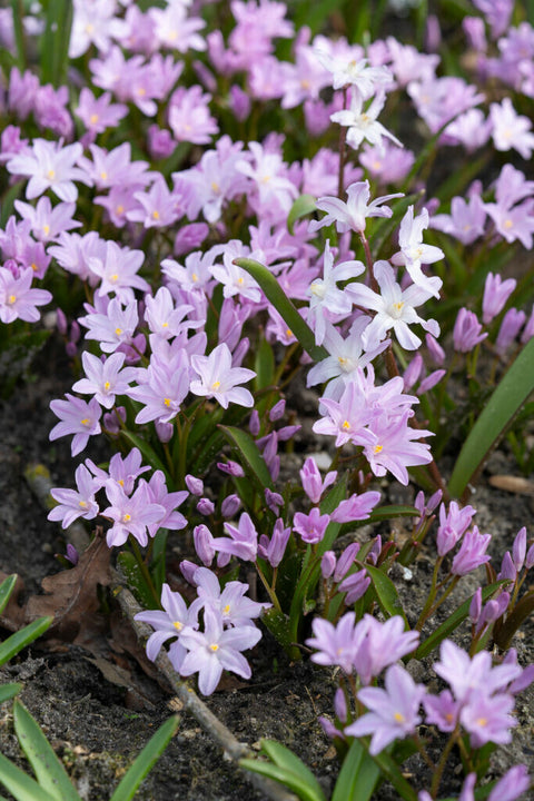 Chionodoxa Pink Giant