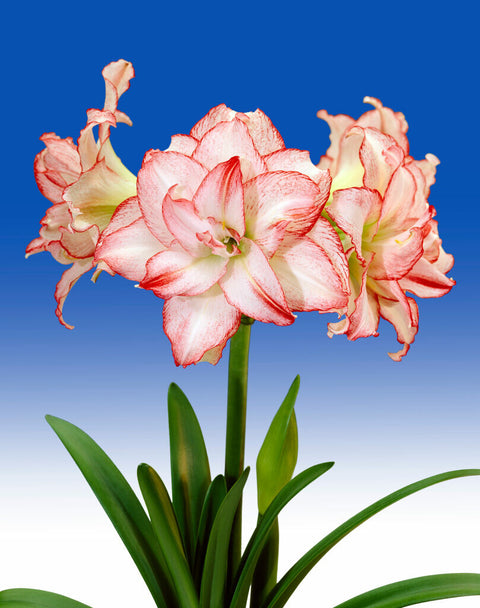 Amaryllis Double Record