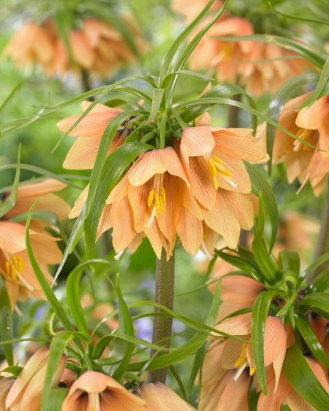Fritillaria Early Fantasy