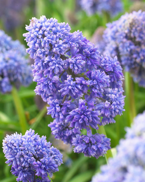 Muscari Fantasy Creation