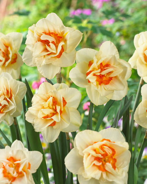 Narcis Flower Parade