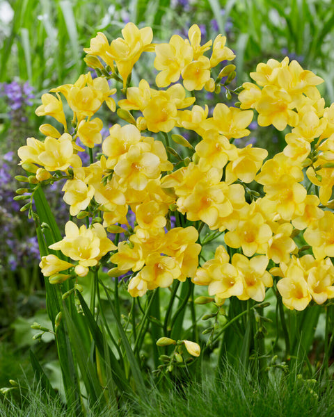 Freesia geel maat 8/+