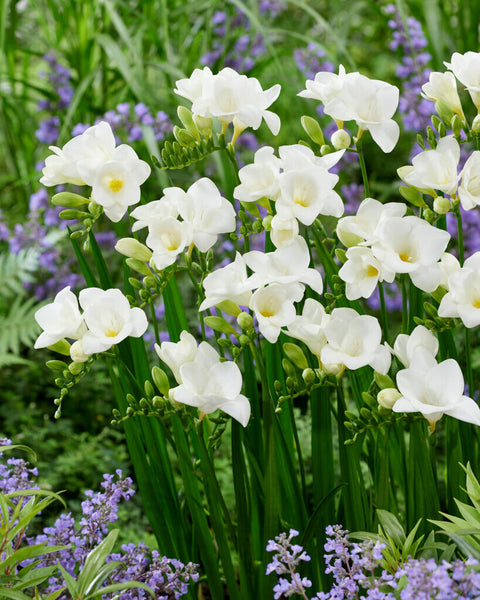 Freesia wit maat 8/+