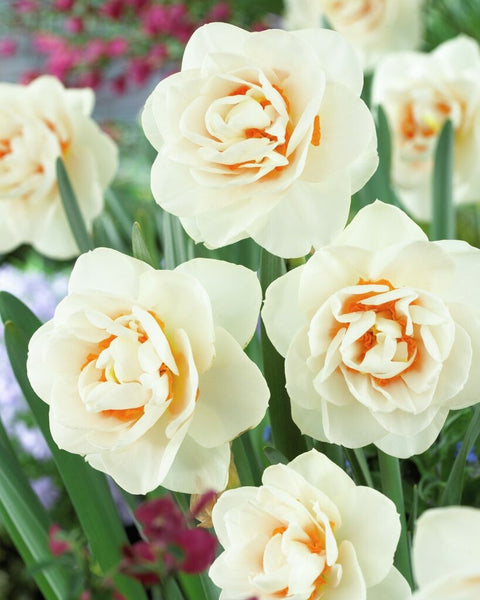 Daffodil Gay Tabor