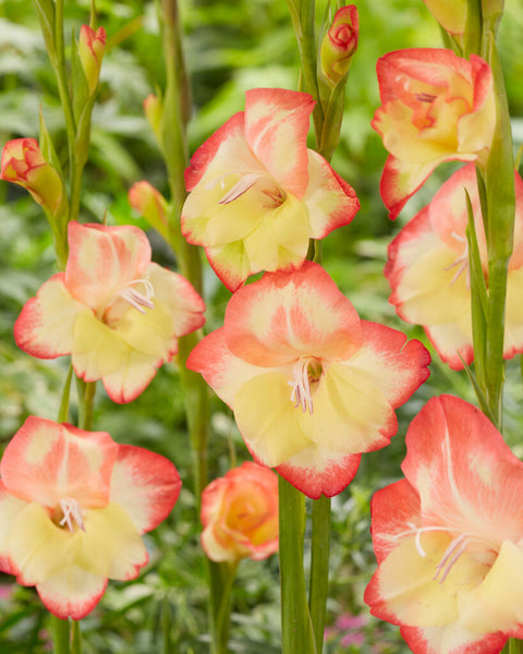 Gladiolus nanus Las Vegas