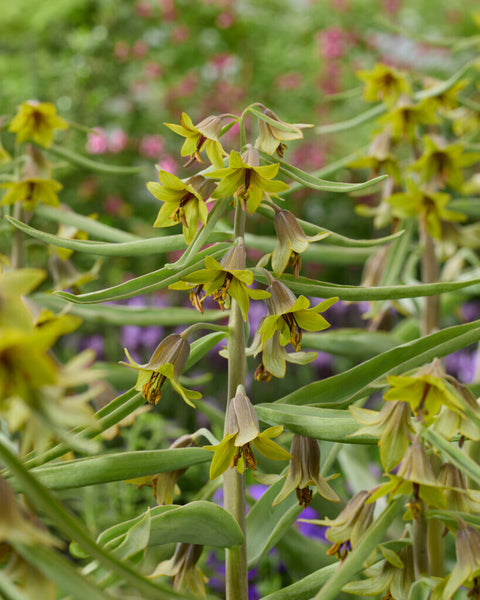 Fritillaria Green Eyes