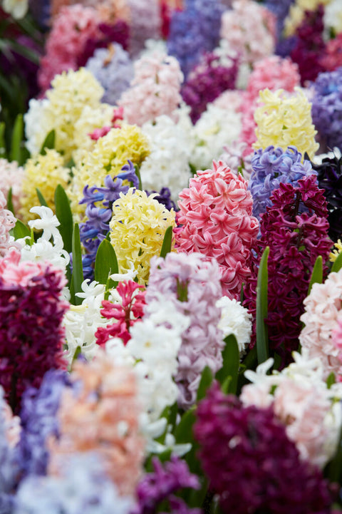 Hyacinth mix
