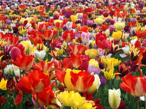 Pluktuin tulpen mix Floratuin