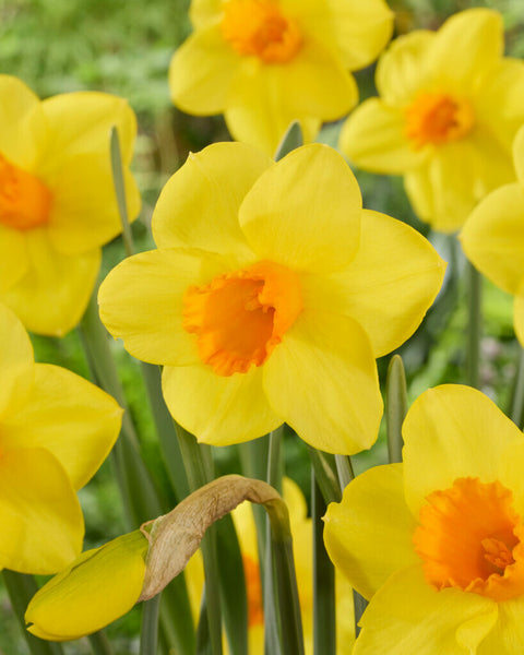 Narcis Kingsday