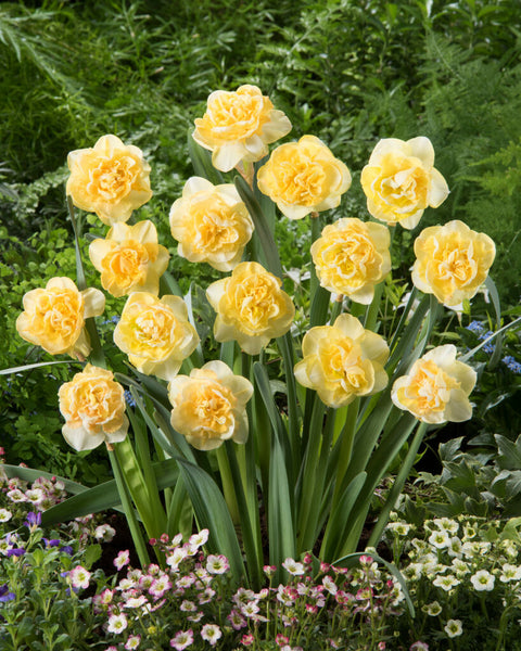Narcis Kiwi Sunset