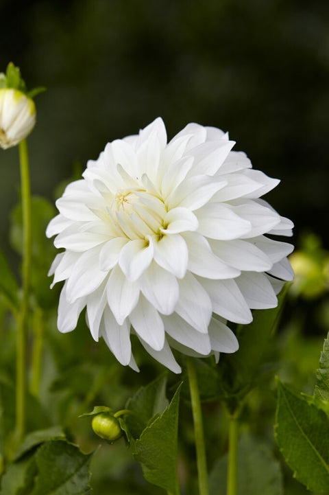 Dahlia Lady Liberty