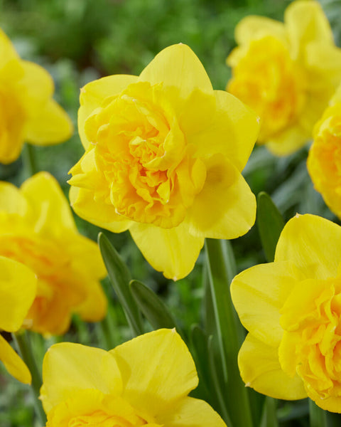 Narcis Lars