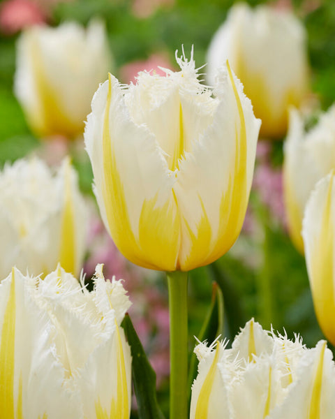 Lemon Beauty