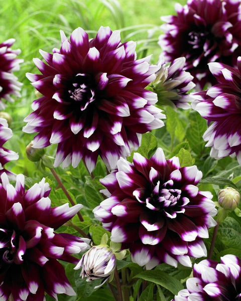 Dahlia Mystery Day