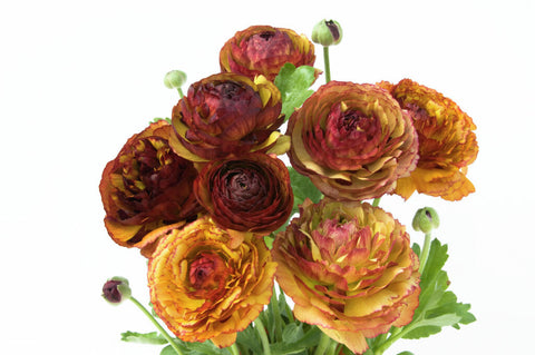 Ranunculus Picotee Café