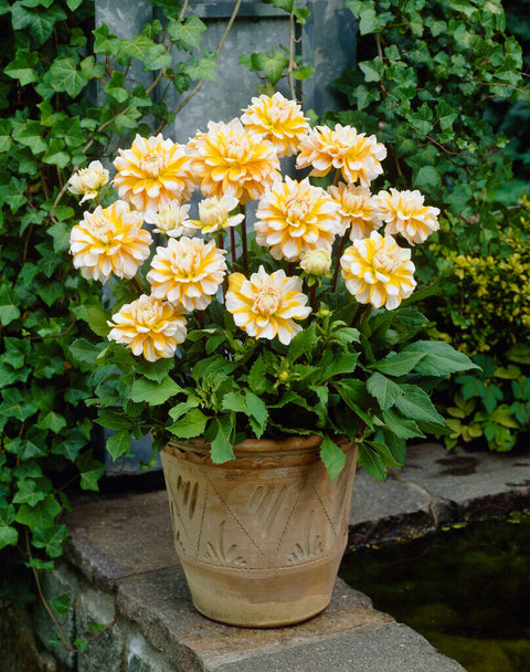 Dahlia Seattle
