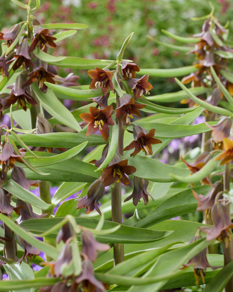 Fritillaria Sewerzowii