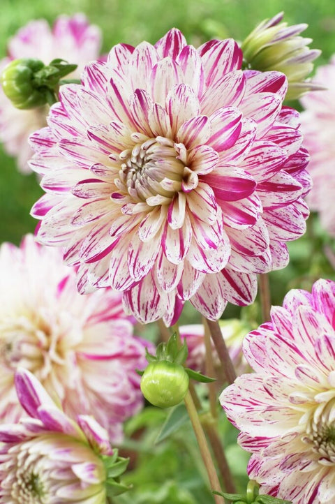 Dahlia Smokey