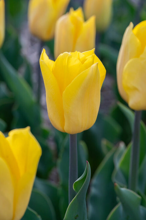 Strong Gold