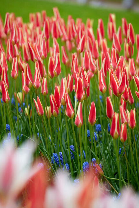 Specie tulp Tinka
