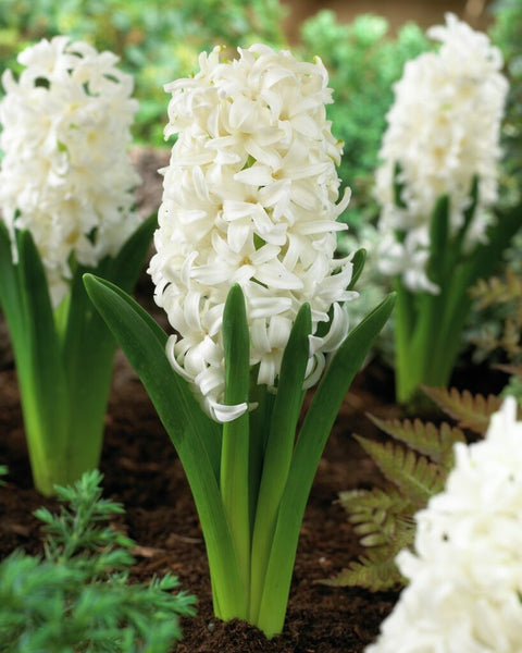 Hyacint White Pearl