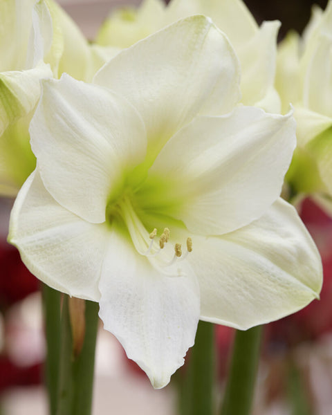 Amaryllis Christmas Gift