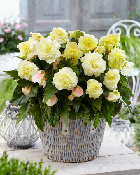 Begonia Wummi Creme