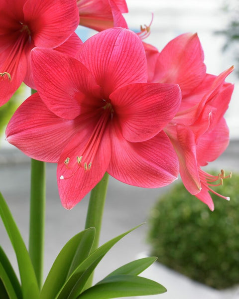Amaryllis Adele