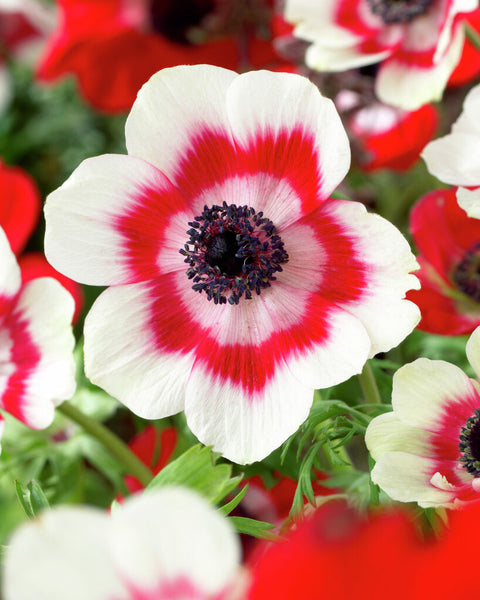 Anemone Bicolor