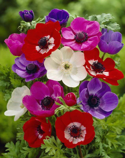enkelbloemige anemone blauw roze rood wit gemixed