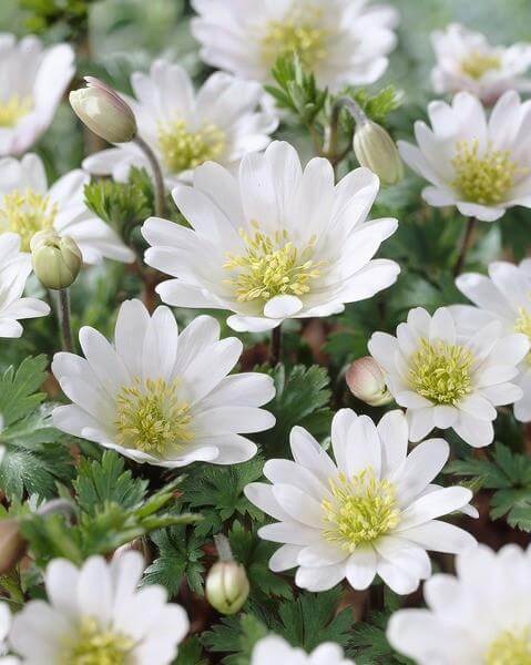 witte enkelbloemige anemone