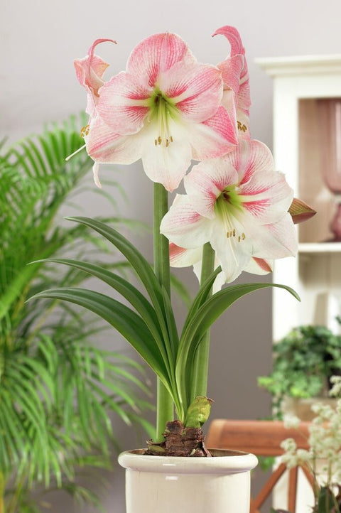 Amaryllis Apple Blossom