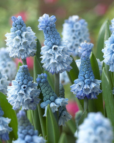 Muscari Azureum