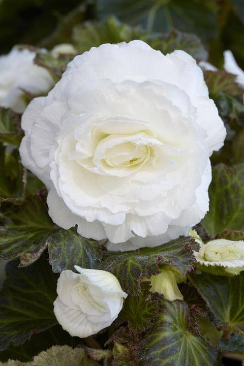 Begonia dubbelbloemig wit