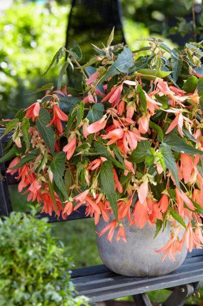 san francisco plant indoor or outdoor Begonia San Francisco – Floratuin