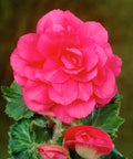 Begonia dubbelbloemig roze