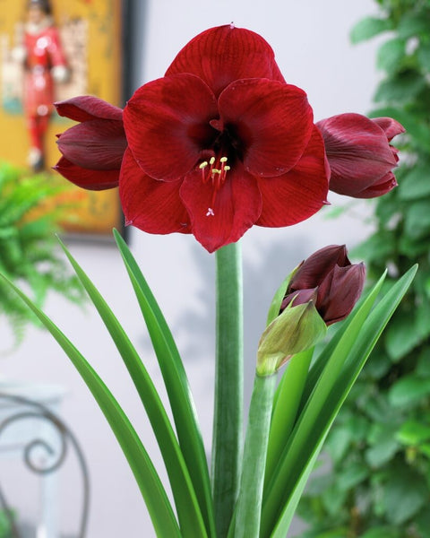 Amaryllis Benfica