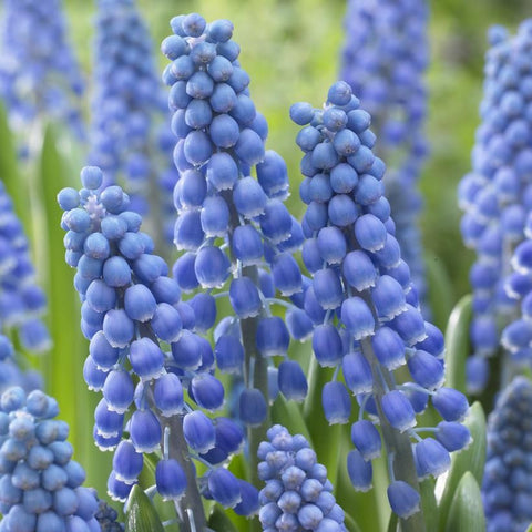 Muscari Big Smile