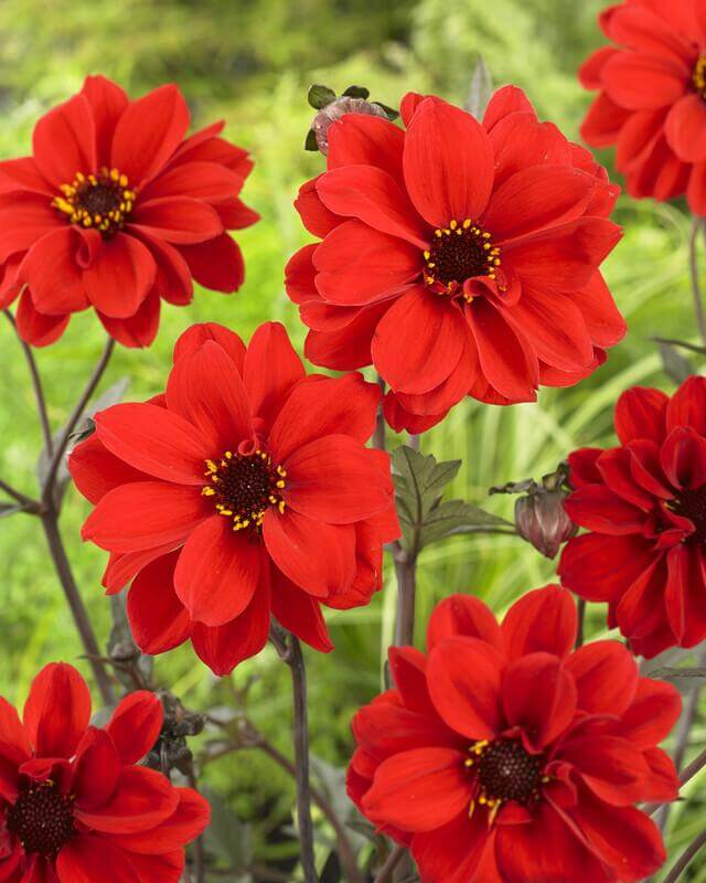 dahlia bishop of llandaff seeds Dahlia Bishop of Llandaff – Floratuin