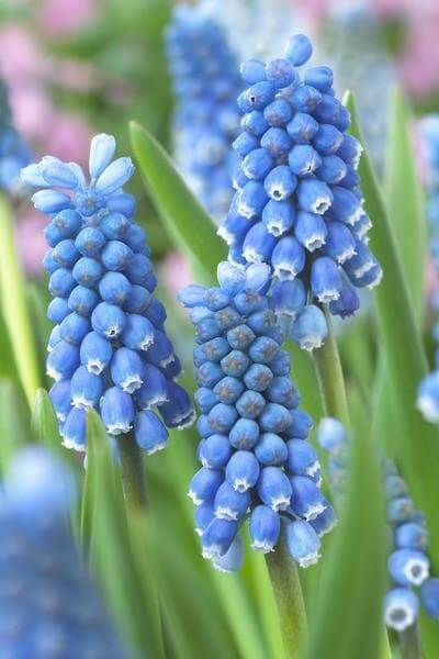 Blue muscari outlet