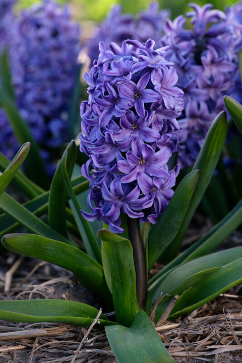 Hyacint Blue Star