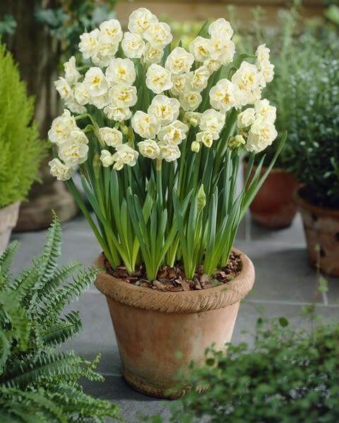 Daffodil Bridal Crown